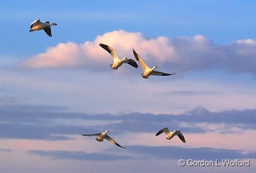 Snow Geese & Clouds_73288.jpg - Snow Geese (Chen caerulescens) in flightPhotographed in the Bosque del Apache National Wildlife Refuge near San Antonio, New Mexico, USA.